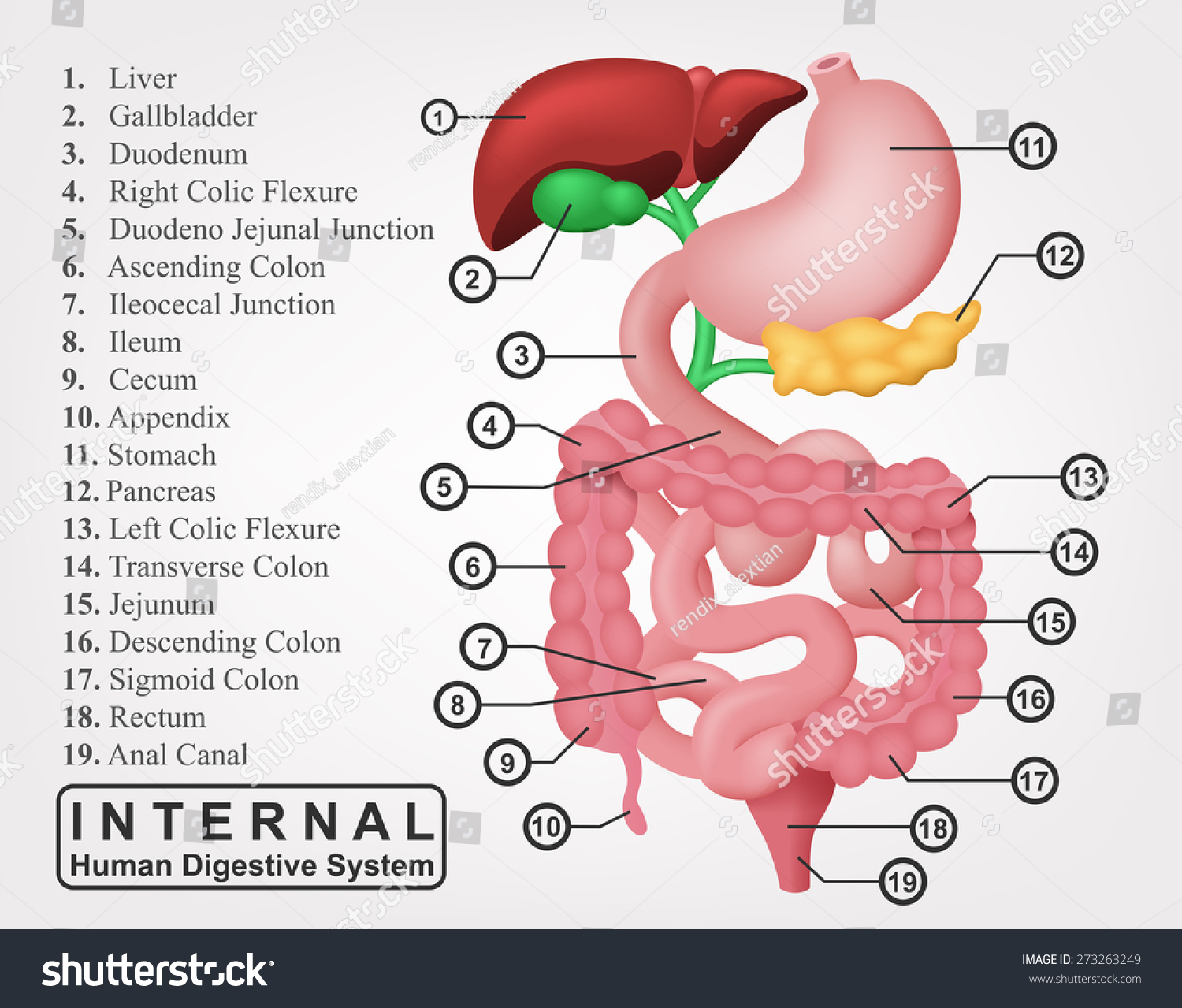 The Part Of Internal Human Digestive System Vector Illustration The Part Of Internal Human Digestive System Vector Illustration