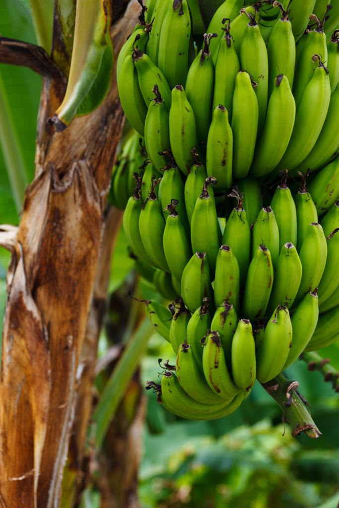 Unripe Banana Stomach Pain