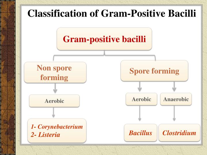 What Are Beaded Gram Positive Bacilli? Identification Guide