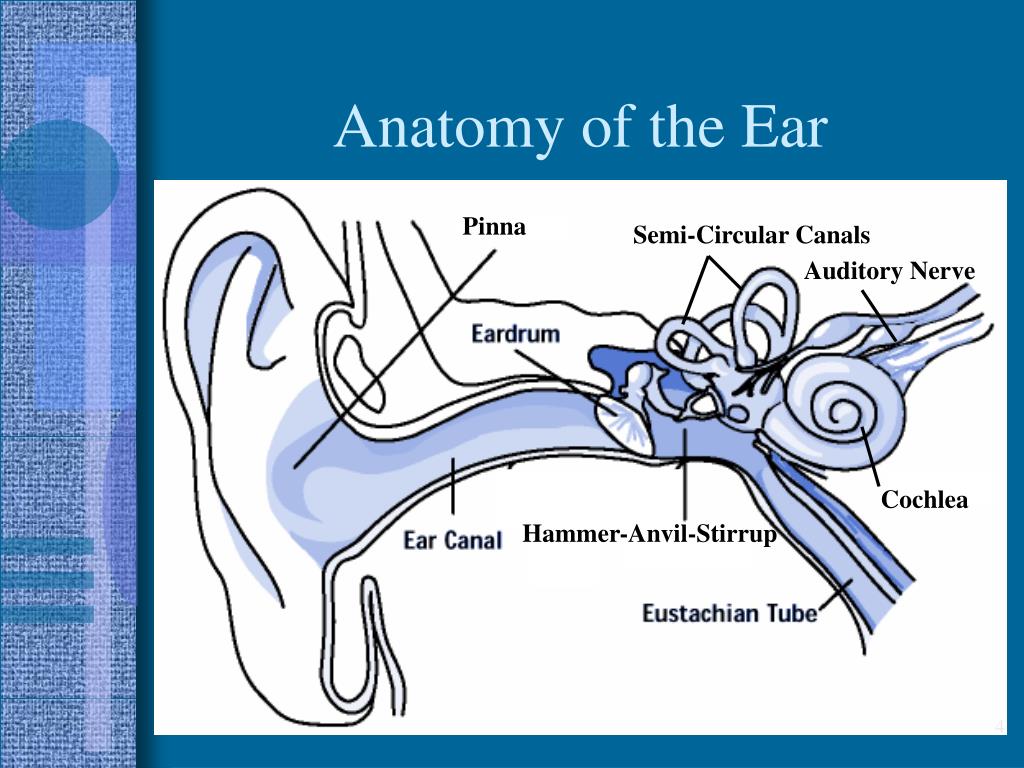 What Are Hammer Anvil Stirrup? Ear Problem Solutions