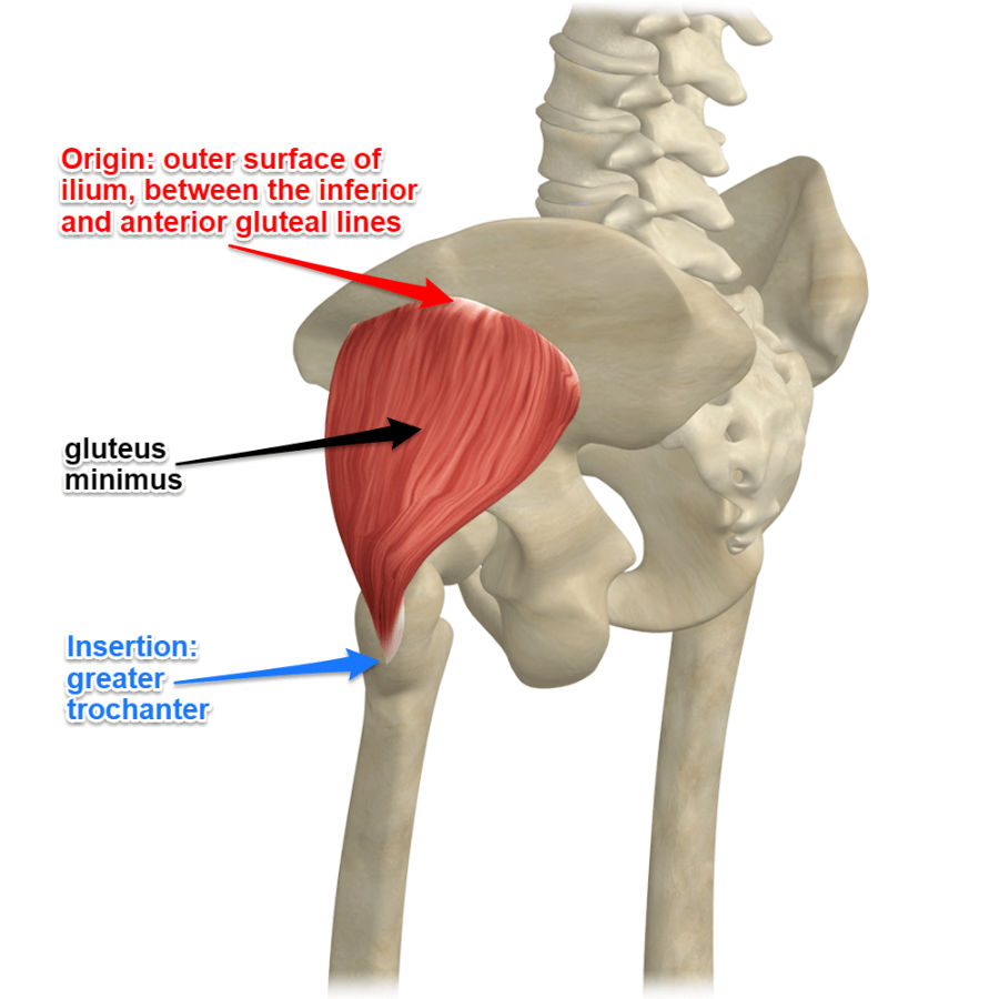 What Causes Pulled Gluteal Muscle? Fast Relief Stretches