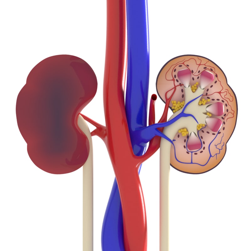 What Is A 3D Kidney Model? Accurate Anatomy Guide