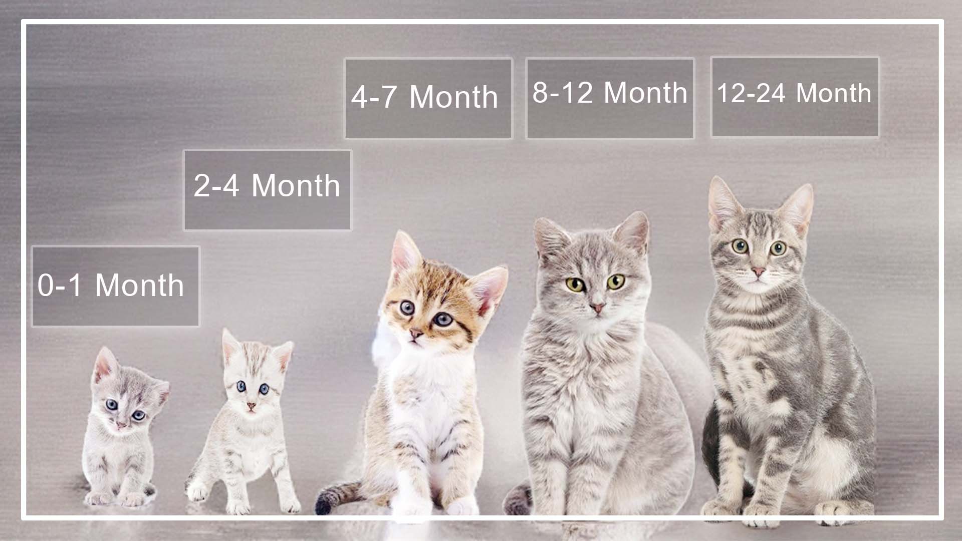 When Do Male Cats Stop Growing You Need To Know When Do Male Cats Stop Growing You Need To Know
