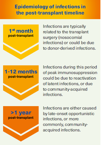 When Does Kidney Transplant Heal? Timeline Guide